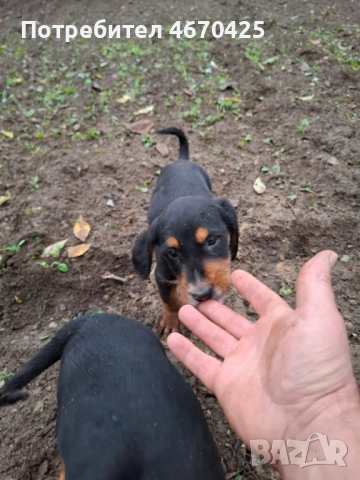Продавам малки ловни кученца., снимка 2 - Гонче - 52673874