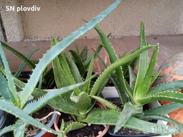 Алое арборесценс и алое ферокс , снимка 2 - Стайни растения - 50768278
