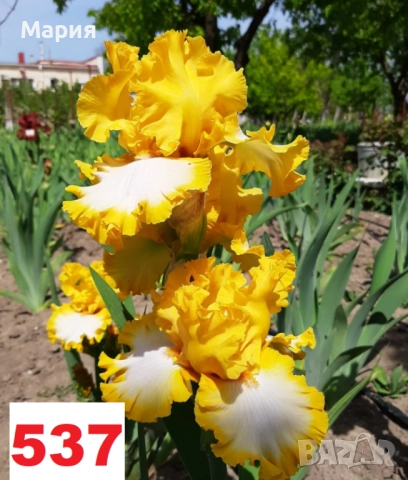 Сортови вискоки ириси /брадати ириси, снимка 11 - Градински цветя и растения - 51459398