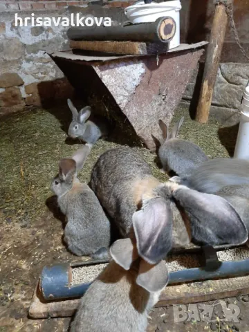 Белгийски великани, снимка 4 - Други - 48744936