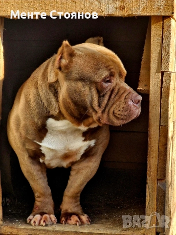 Американско були покет , снимка 8 - Питбул - 53404555