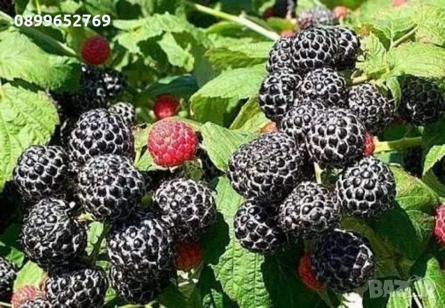 Черна малина Mac Black, снимка 1