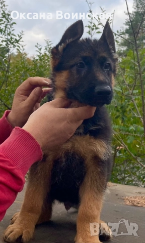 Немски овчарки