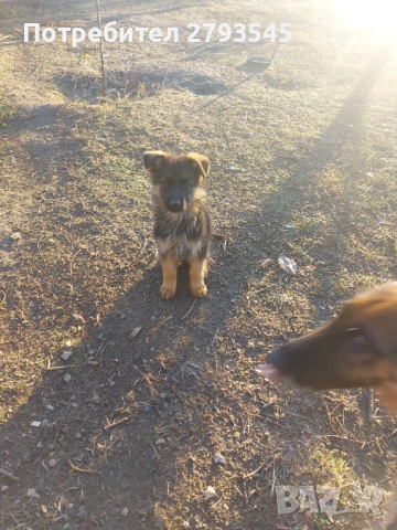 Немска овчарка , снимка 1