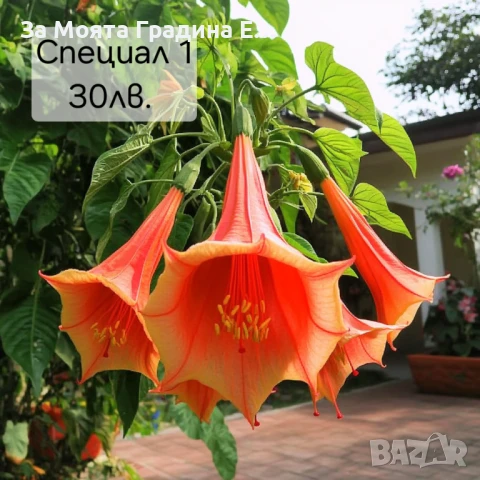 Бругманзия датура - Ангелски тромпет , снимка 6 - Градински цветя и растения - 50632610