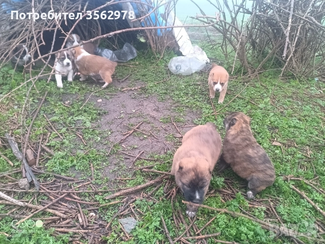 кученца кръстоска между каракачанка и алабай , снимка 3 - Други - 52578998