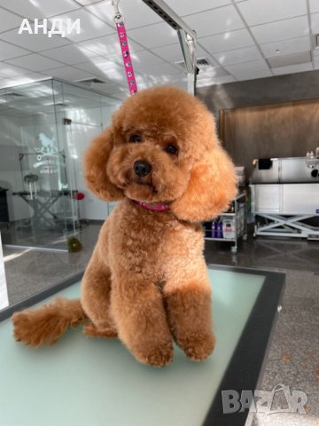 Груминг на ПУДЕЛ -СОФИЯ БОЯНА, снимка 1