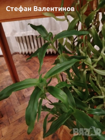 Ароматна кализия- стайно растение с множество лечебни свойства , снимка 9 - Градински цветя и растения - 51869482