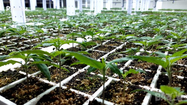 Оборудване за разсадно, снимка 13 - Стелажи и щандове - 43035433