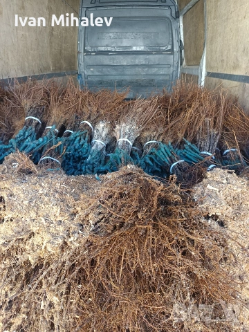 лозов посадъчен материал и овощен 