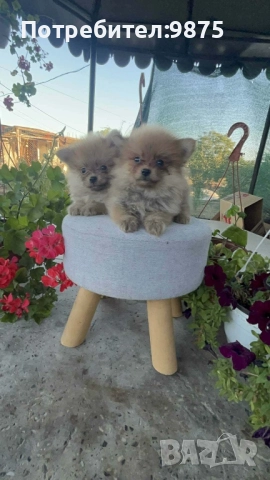 Продавам померани 