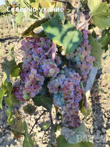Продавам грозде мискет, снимка 1