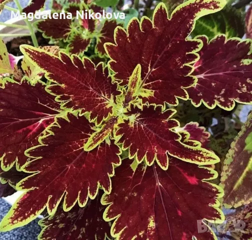 COLEUS (Копривки), снимка 2 - Разсади - 47509523