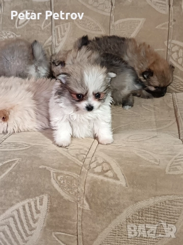 Мини шпиц , снимка 2 - Шпиц - 52816516