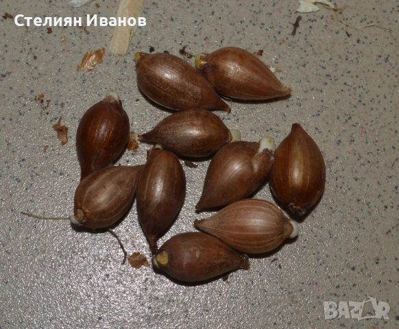 Сибирска лилия, татарски иксиолирион (Ixiolirion tataricum) –  луковици, снимка 2 - Сортови семена и луковици - 52372707