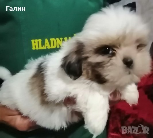 Ши цу,Ши тсу,шицу,шитсу, снимка 3 - Ши Тцу - 30699484