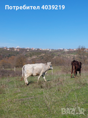 Ялови крави за курбан, снимка 1 - Крави - 44891007