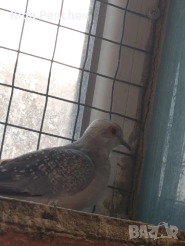 Свободна двойка диамантени гугутки., снимка 5 - Папагали - 52458678