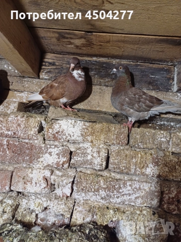 Свободни чифтове