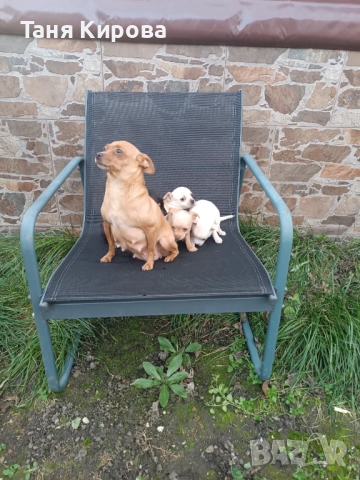 Малки пинчерчета, снимка 10 - Пинчер - 52975157