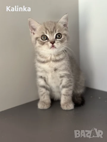 Британско късокосместо таби, снимка 12 - Британска късокосместа - 50895217