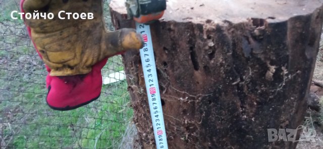 Орех труп и шайби от ореха, снимка 5 - Други - 35444412