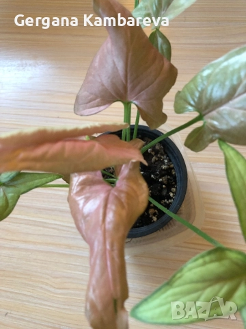 Syngonium Regina Red , снимка 3 - Стайни растения - 52510657