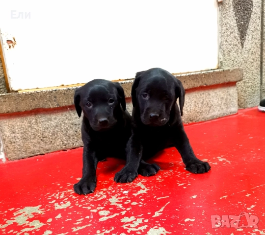 Чистокръвни лабрадорчета , снимка 3 - Лабрадор ретривър - 52679680