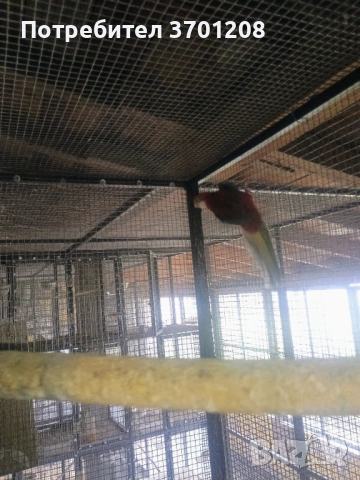 Продавам розела , снимка 2 - Папагали - 53420962