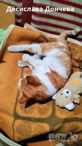 Коте Сами си търси дом, осинови го, снимка 7 - Други - 53033204