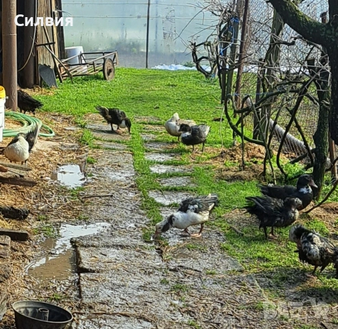 Млади глухонеми патици