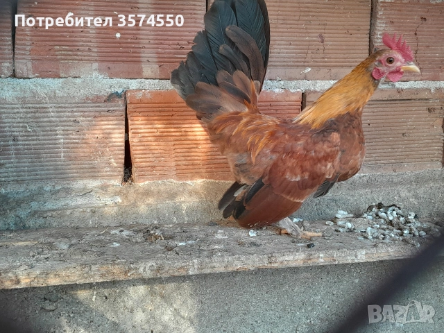 Продавам Серами, снимка 2 - други­ - 53164200