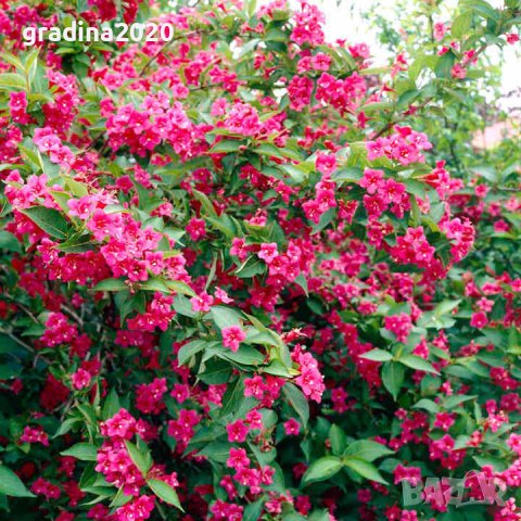 Вайгела  - Налични 4 вида