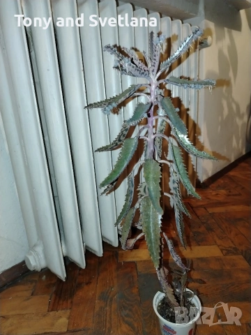 Каланхое Дегремонтиана , снимка 3 - Стайни растения - 52298926