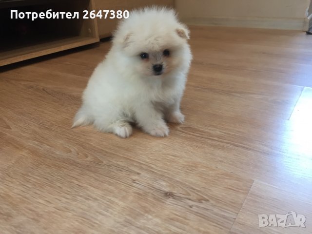 Померан Померанчета, снимка 3 - Померан - 39406000