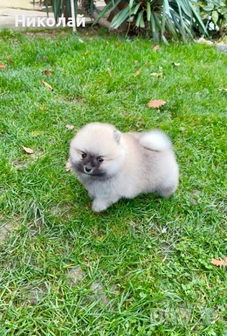 Померан мини момче. Померанче, снимка 5 - Померан - 52355137