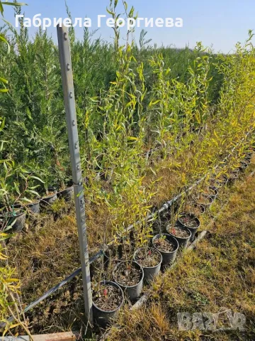 Къдрава върба , снимка 3 - Градински цветя и растения - 47779024