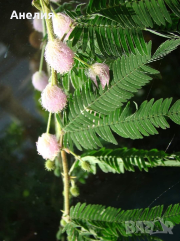 Розова Мимоза, снимка 2 - Стайни растения - 44860563