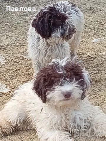 Продавам кученца лагото романьоло, снимка 4 - Други - 53065220