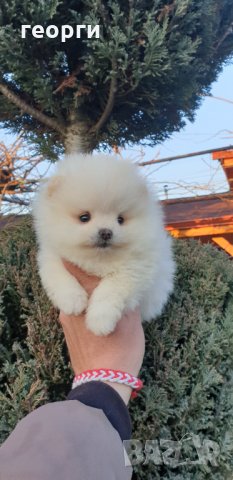 Померан померанче, снимка 8 - Померан - 32224994