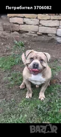 Продавам Були покет на година и четири месеца не е агресивен , снимка 2 - Питбул - 52862438