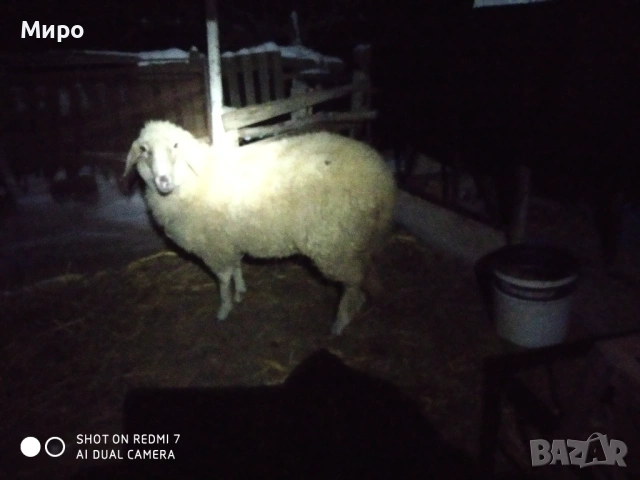 Продавам агне