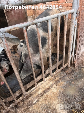 Малки прасета и Майки, снимка 2 - Прасета - 52307582