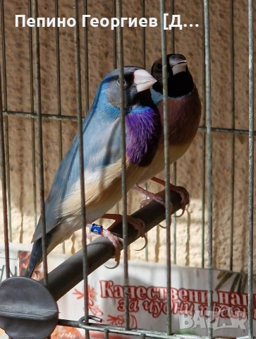 Гулдови Амадини, снимка 2 - Амадини - 53388526