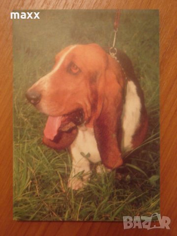 Картичка куче 4, снимка 2 - Други - 28494829