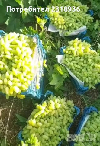 Десертни сортове грозде., снимка 12 - Разсади - 38898244