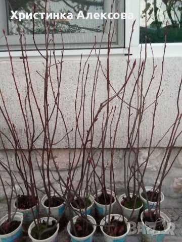 Разсад арония фиданки , снимка 2 - Разсади - 38606144