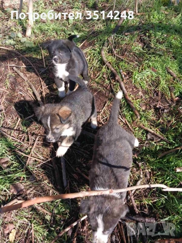 Бордър коли, снимка 2 - Бордър коли - 52672159