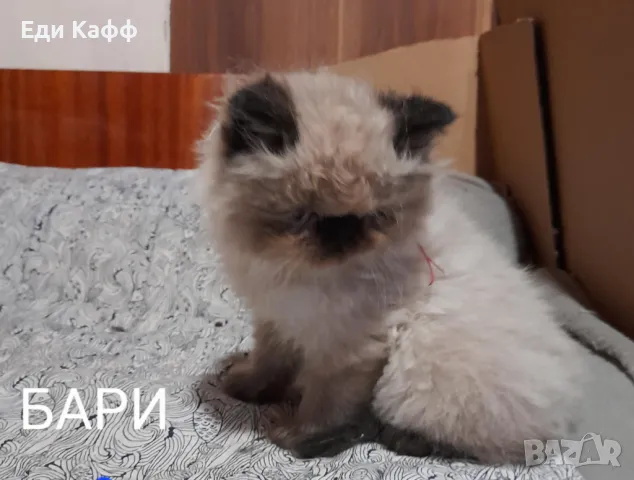 Продавам прекрасни персийски котенца , снимка 9 - Персийска - 50016785