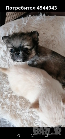 Малки чихуанчета 